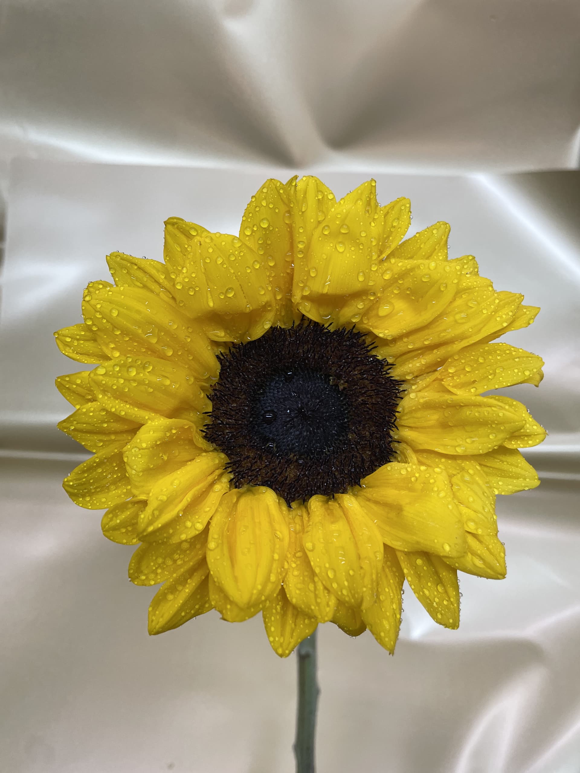 Girasoles