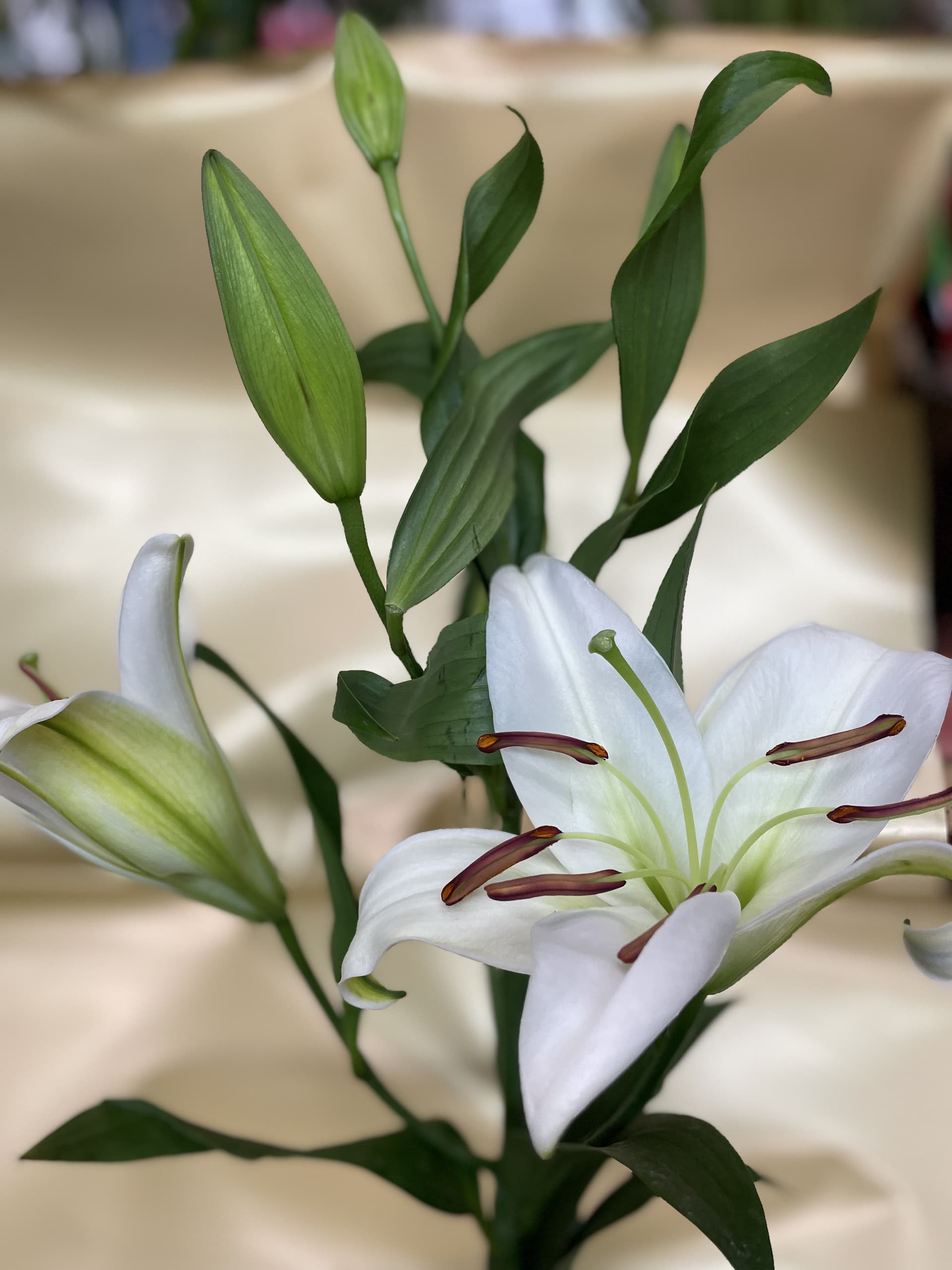 Liliums
