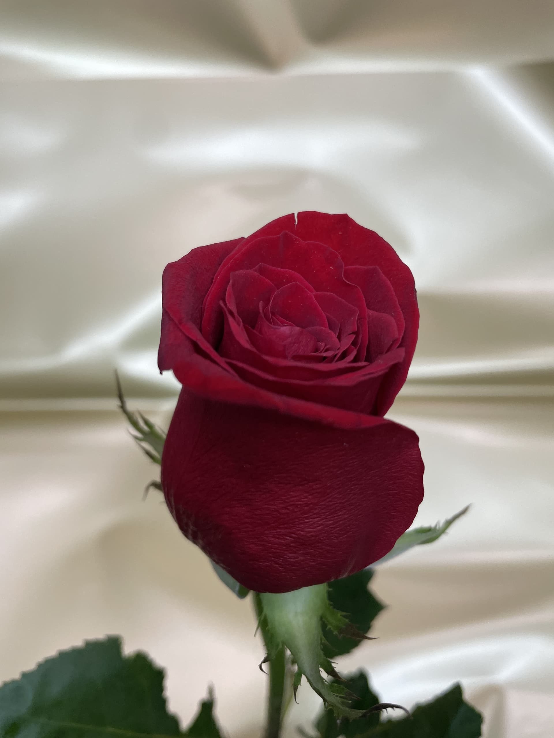 Rosas