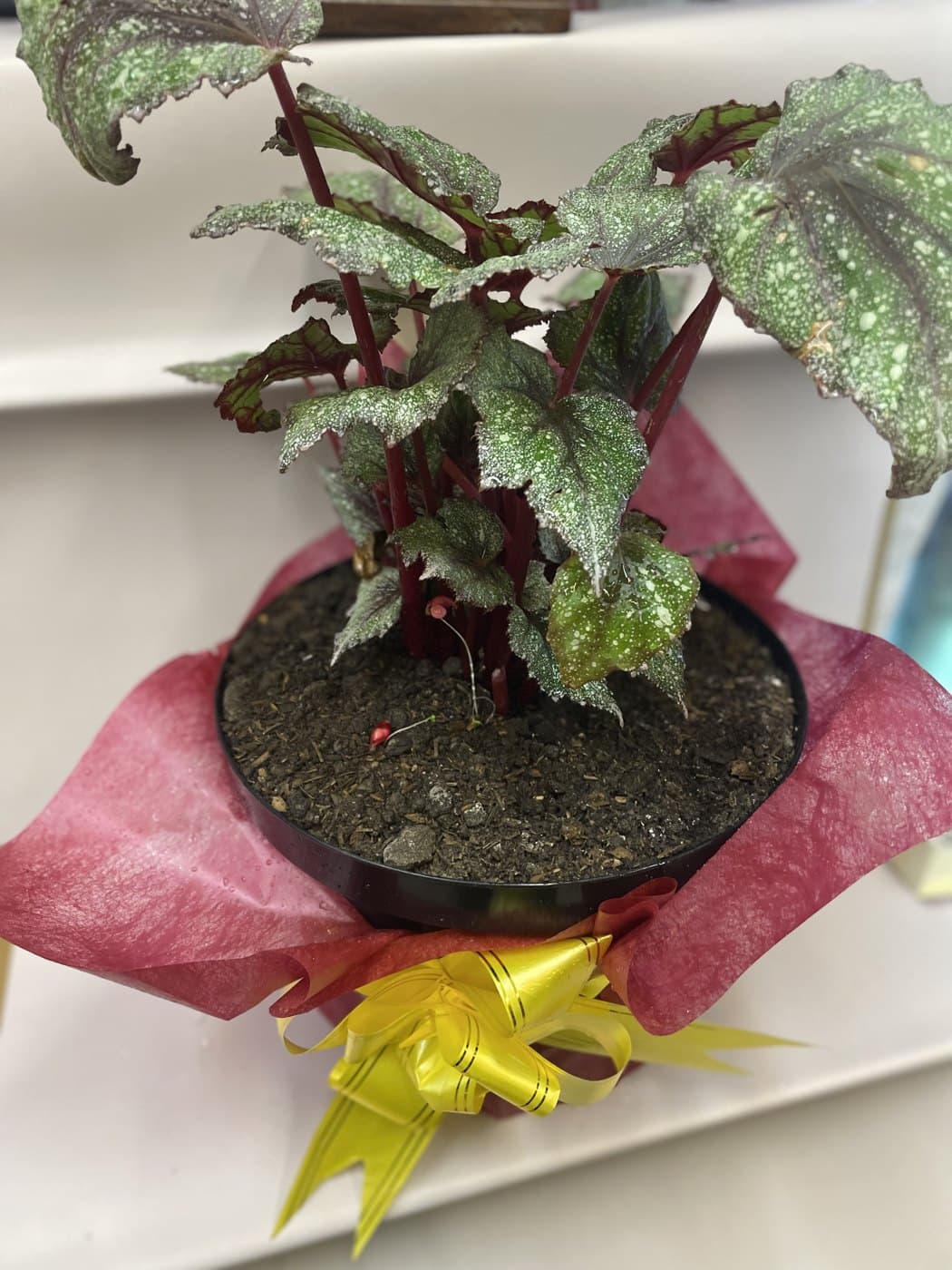 Begonia Rex