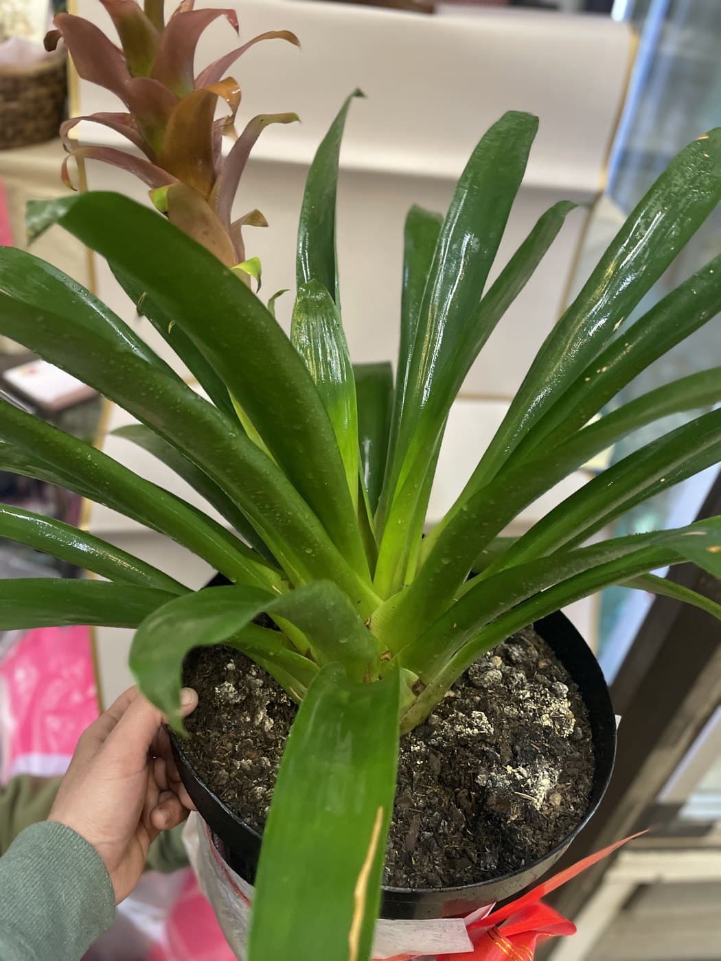 Bromelia