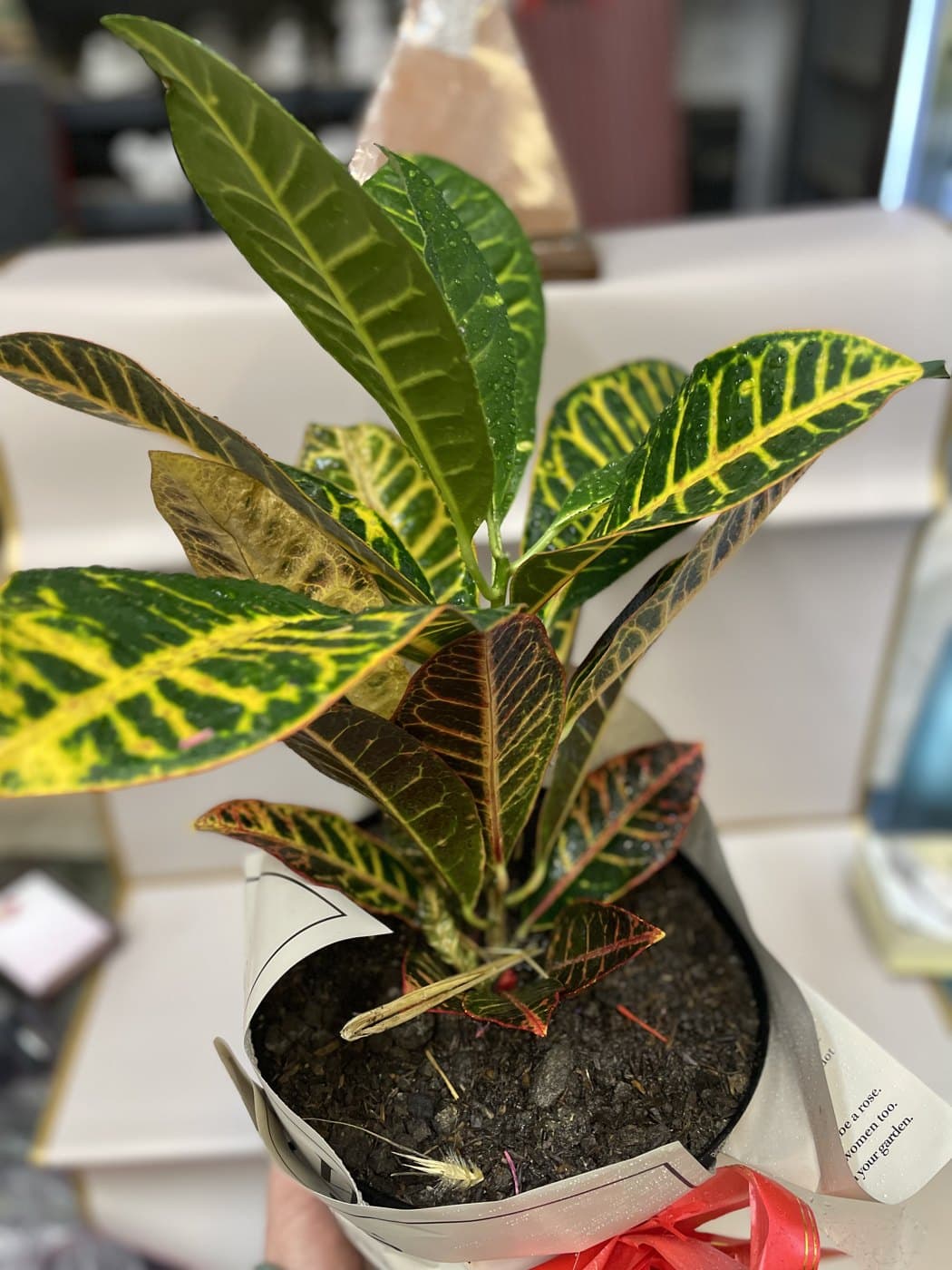 Croton