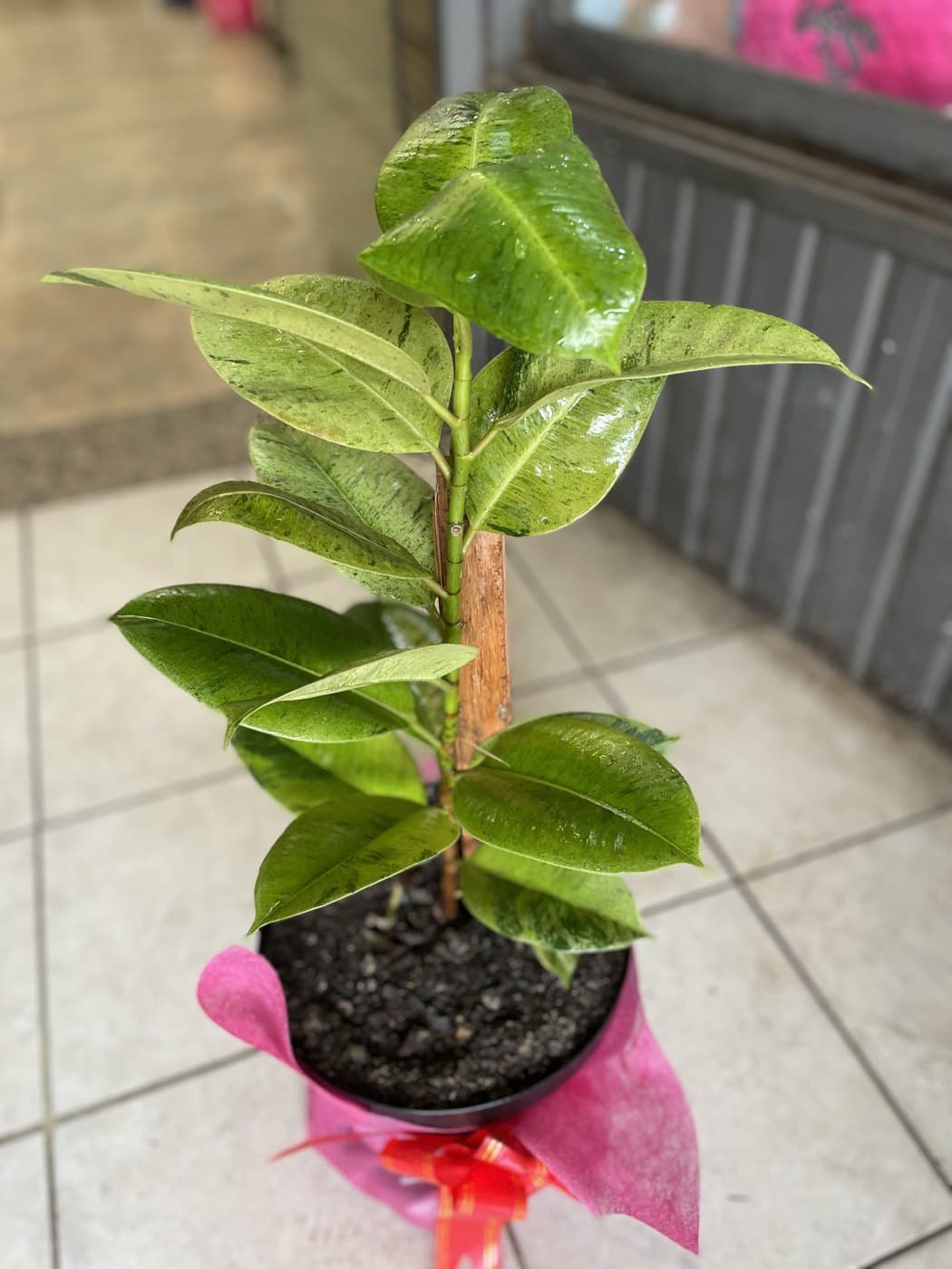 Ficus Gomero