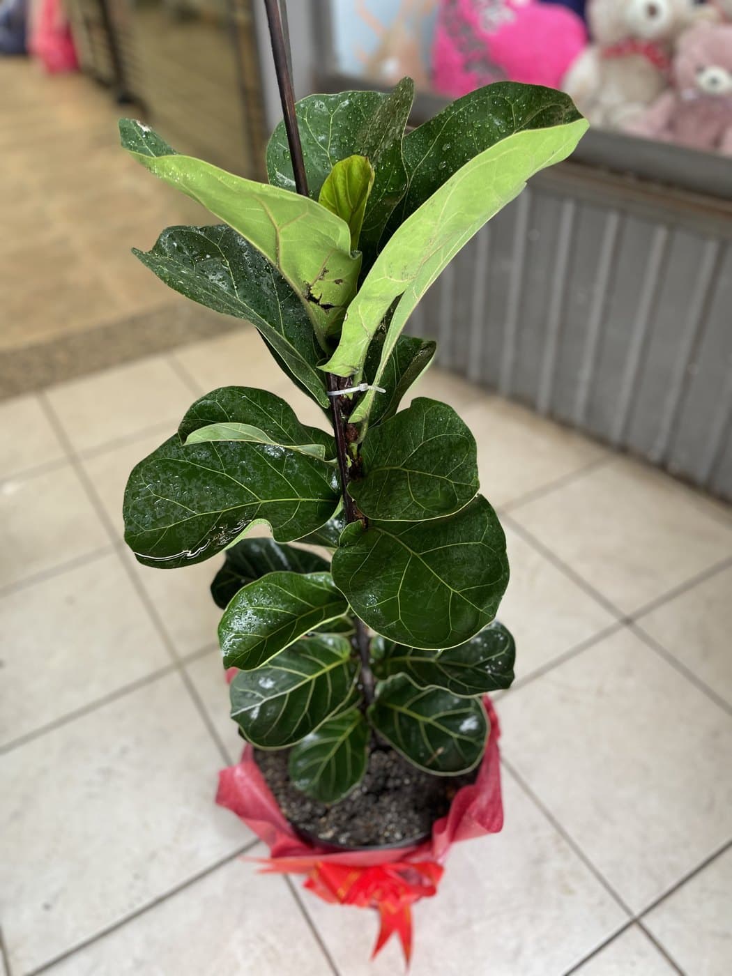Ficus Lyrata