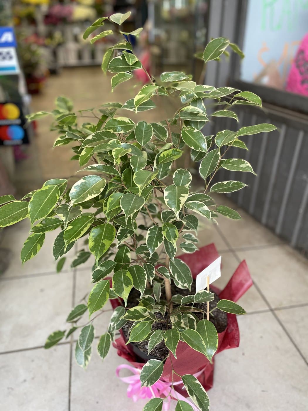 Ficus