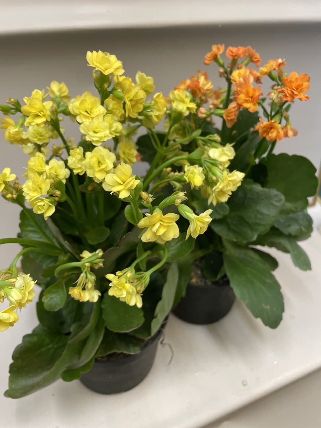 Kalanchoe