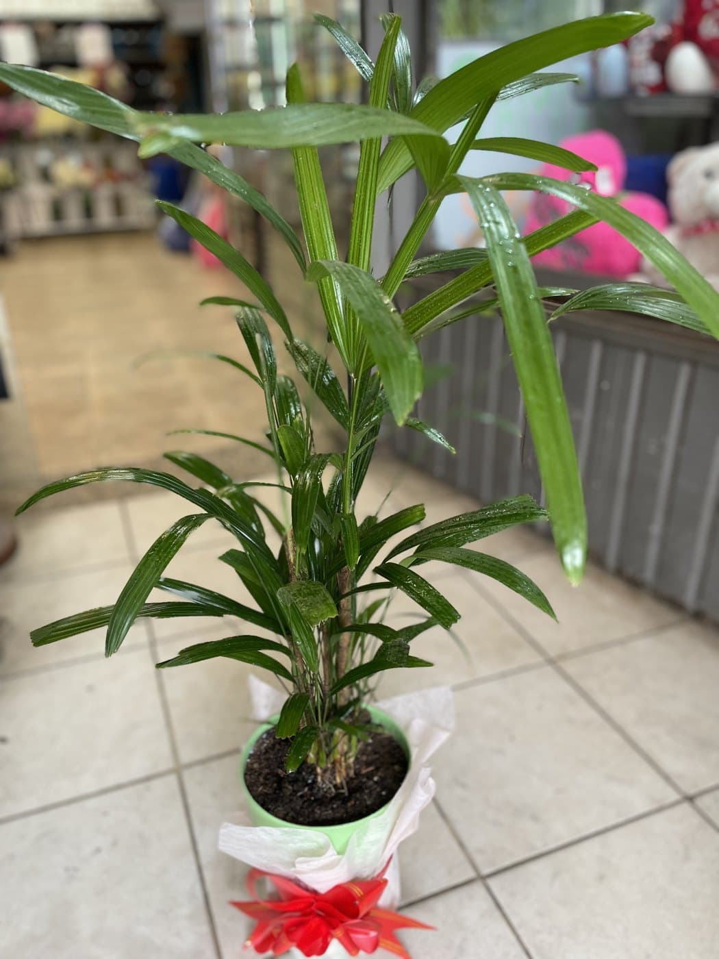 Raphis (Palmera)